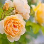 yellow romantic roses